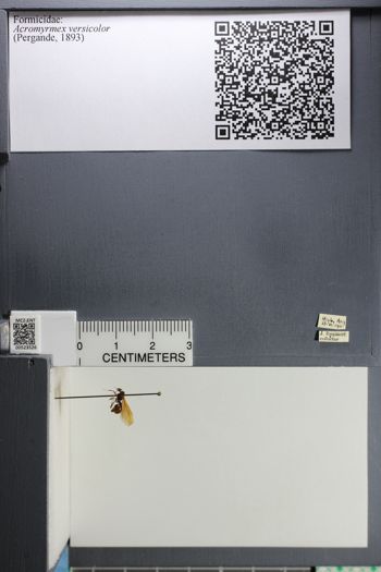 Media type: image; Entomology 523526